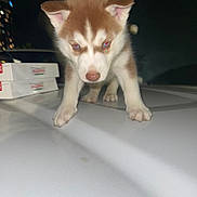 Ghost is registered to the contest to win money with this photo: puppy, husky, dog, animal, pet, cute, white, brown, night, dark, boxes, food, exploring, curious, young, fur, ears, paws, nose, closeup