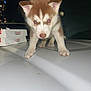 puppy, husky, dog, animal, pet, cute, white, brown, night, dark, boxes, food, exploring, curious, young, fur, ears, paws, nose, closeup