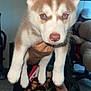 puppy, dog, husky, blue_eyes, pet, animal, cute, indoor, person, hand, sitting, pants, tshirt, carpet, chair, living_room, fur, ears, nose, whiskers