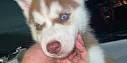 Ghost is registered to the contest to win money with this photo: puppy, dog, husky, blue_eyes, close_up, night, hand, bracelet, pet, cute, fur, animal, portrait, young, domestic_animal, outdoor, face, holding, watch, urban