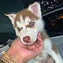 puppy, dog, husky, blue_eyes, close_up, night, hand, bracelet, pet, cute, fur, animal, portrait, young, domestic_animal, outdoor, face, holding, watch, urban