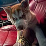 puppy, dog, husky, red_leather_seat, car_interior, hand, bracelet, close_up, pet, animal, cute, fur, ears, eyes, nose, paw, indoor, warm_lighting, cozy, luxury