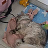 animal, bag, blue, bunny, cat, cozy, floor, fluffy, furry, indoors, pet, photography, pink, play_mat, plush_toy, relaxed, resting, sleeping, stuffed_animal, tabby_cat