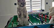 Bloom a rejoint le concours — aidez-le/la à gagner de superbes lots ! animal, cat, ears, eyes, fluffy, foosball_table, furniture, game_room, gray_cat, indoor, kitten, long_hair, pet, playful, portrait, shutters, sitting, upright, whiskers, window