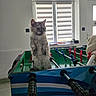 animal, cat, ears, eyes, fluffy, foosball_table, furniture, game_room, gray_cat, indoor, kitten, long_hair, pet, playful, portrait, shutters, sitting, upright, whiskers, window