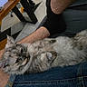 Bloom a rejoint le concours — aidez-le/la à gagner de superbes lots ! animal, cat, chair, cozy, denim, floor, fluffy_cat, furry, gray_cat, indoors, jeans, lap, long_hair, lying_down, person, pet, portrait, relaxed, table, whiskers