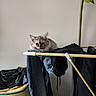 Bloom a rejoint le concours — aidez-le/la à gagner de superbes lots ! animal, bag, black_clothing, cat, clothes, colorful_bag, cute, drying_rack, ears, eyes, face, fluffy_cat, home, houseplant, indoor, jeans, laundry, long_hair, pet, portrait