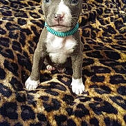 Rally is registered to the contest to win money with this photo: animal, blanket, brown, collar, curious, cute, dog, ears, face, fur, indoor, leopard_print, looking, paws, pet, puppy, sitting, small, white, young