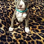 animal, blanket, brown, collar, curious, cute, dog, ears, face, fur, indoor, leopard_print, looking, paws, pet, puppy, sitting, small, white, young