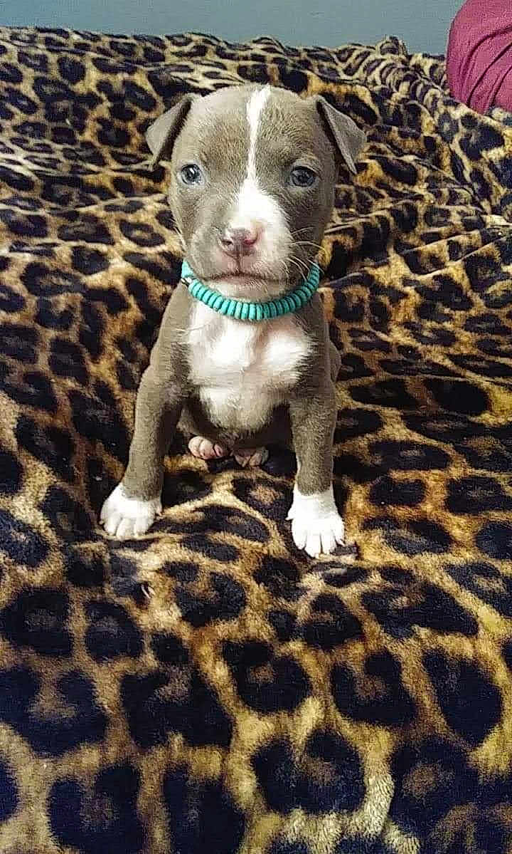 Rally is registered to the contest to win money with this photo: animal, blanket, brown, collar, curious, cute, dog, ears, face, fur, indoor, leopard_print, looking, paws, pet, puppy, sitting, small, white, young