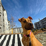 Bella joined the competition — help win amazing prizes! alert, apartment_building, black_and_white, blue_sky, brown_dog, canine, clouds, collar, daytime, dog, hammock, leash, outdoor, pavement, pet, sky, striped, sunny, tree, urban