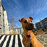 alert, apartment_building, black_and_white, blue_sky, brown_dog, canine, clouds, collar, daytime, dog, hammock, leash, outdoor, pavement, pet, sky, striped, sunny, tree, urban