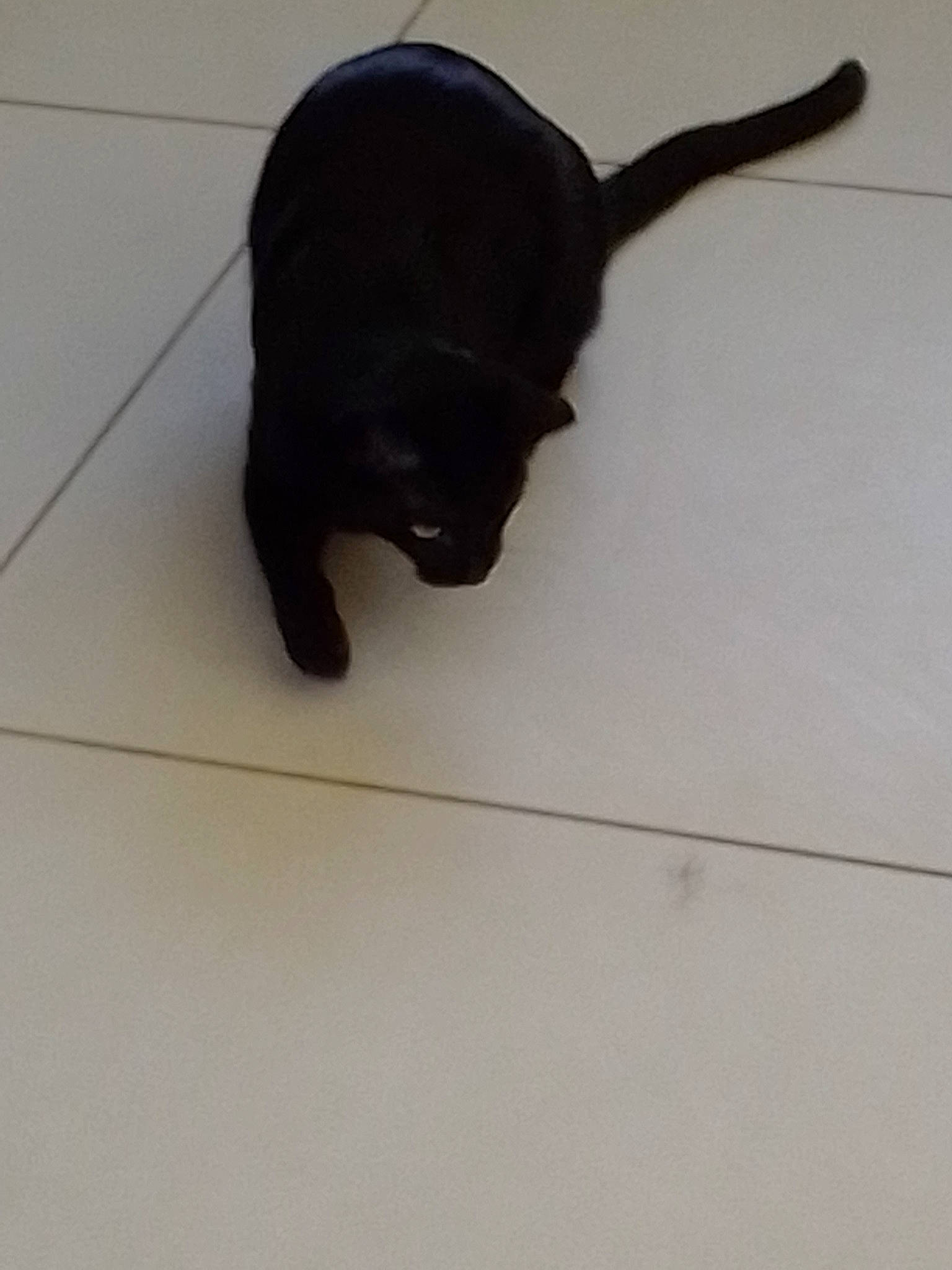 Lune a rejoint le concours — aidez-le/la à gagner de superbes lots ! black, black_cat, bombay, burmese, carnivore, cat, fawn, felidae, floor, flooring, fur, kitten, small_to_medium_sized_cats, sporting_group, tail, tile, whiskers