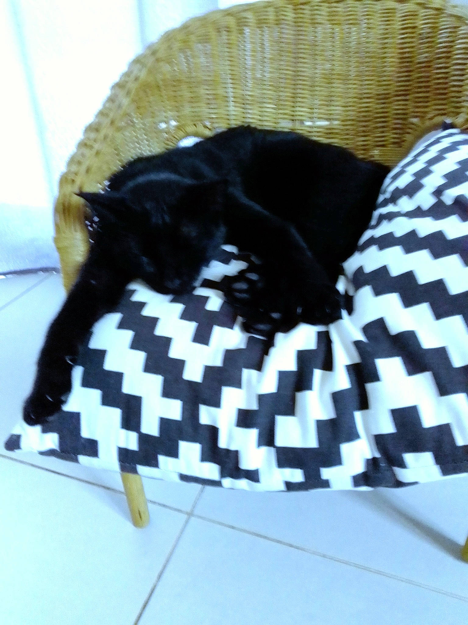 Lune participe au concours pour gagner de l'argent avec cette photo : black, black_cat, canidae, carnivore, cat, companion_dog, dog_breed, felidae, flat_coated_retriever, furniture, small_to_medium_sized_cats, tail