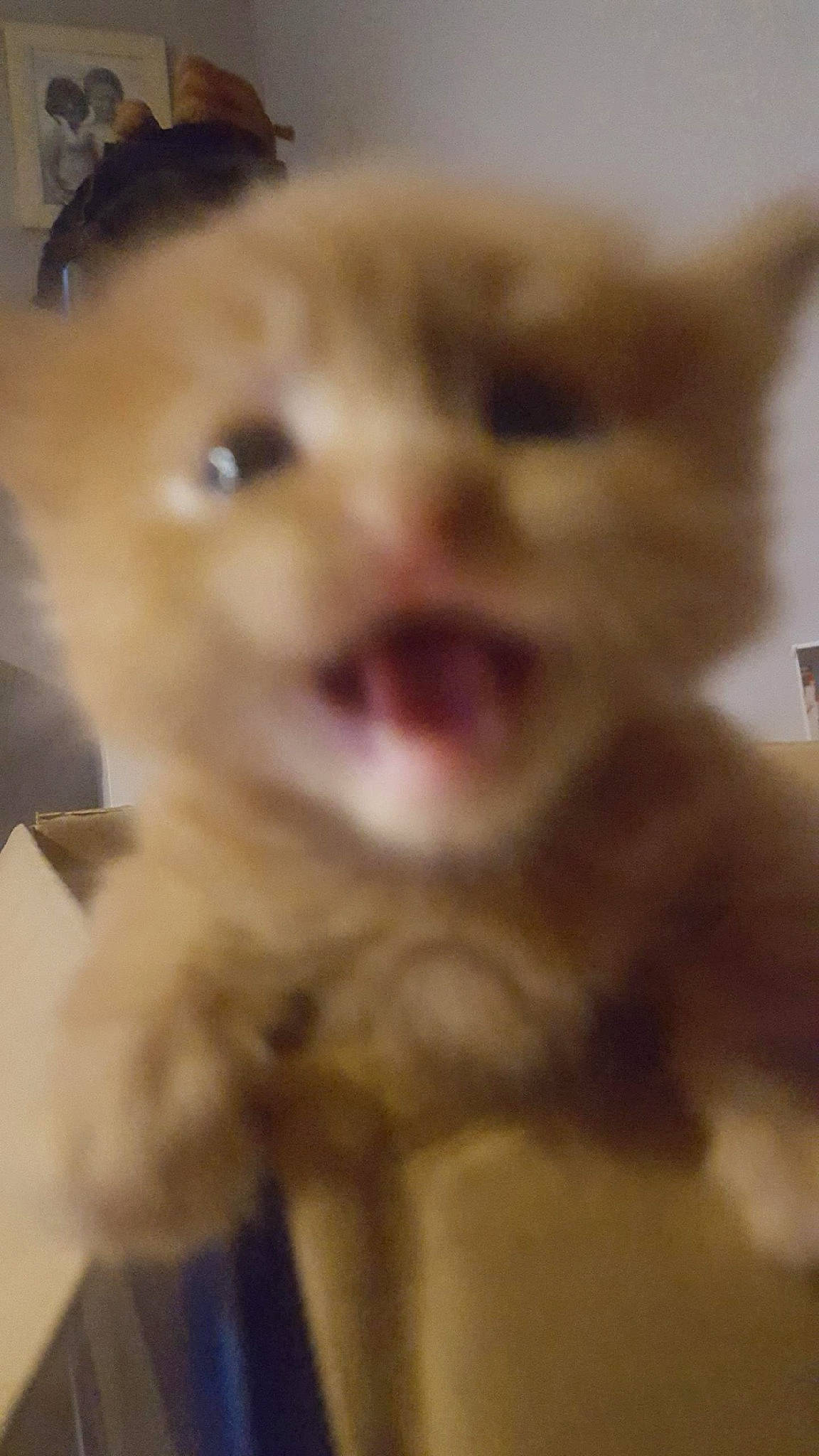 Nala Et Simba a rejoint le concours — aidez-le/la à gagner de superbes lots ! carnivore, cat, cheek, close_up, eye, face, fawn, felidae, fur, iris, kitten, mouth, nose, ojos_azules, persian, selfie, skin, small_to_medium_sized_cats, snout, whiskers