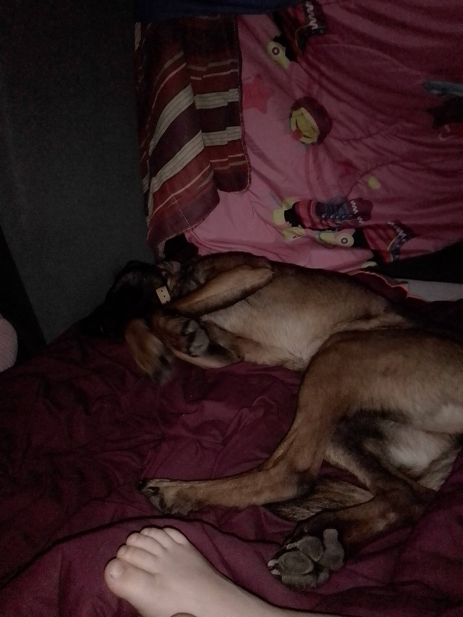 Nara a rejoint le concours — aidez-le/la à gagner de superbes lots ! canidae, fawn, flesh, hand, muscle, sporting_group