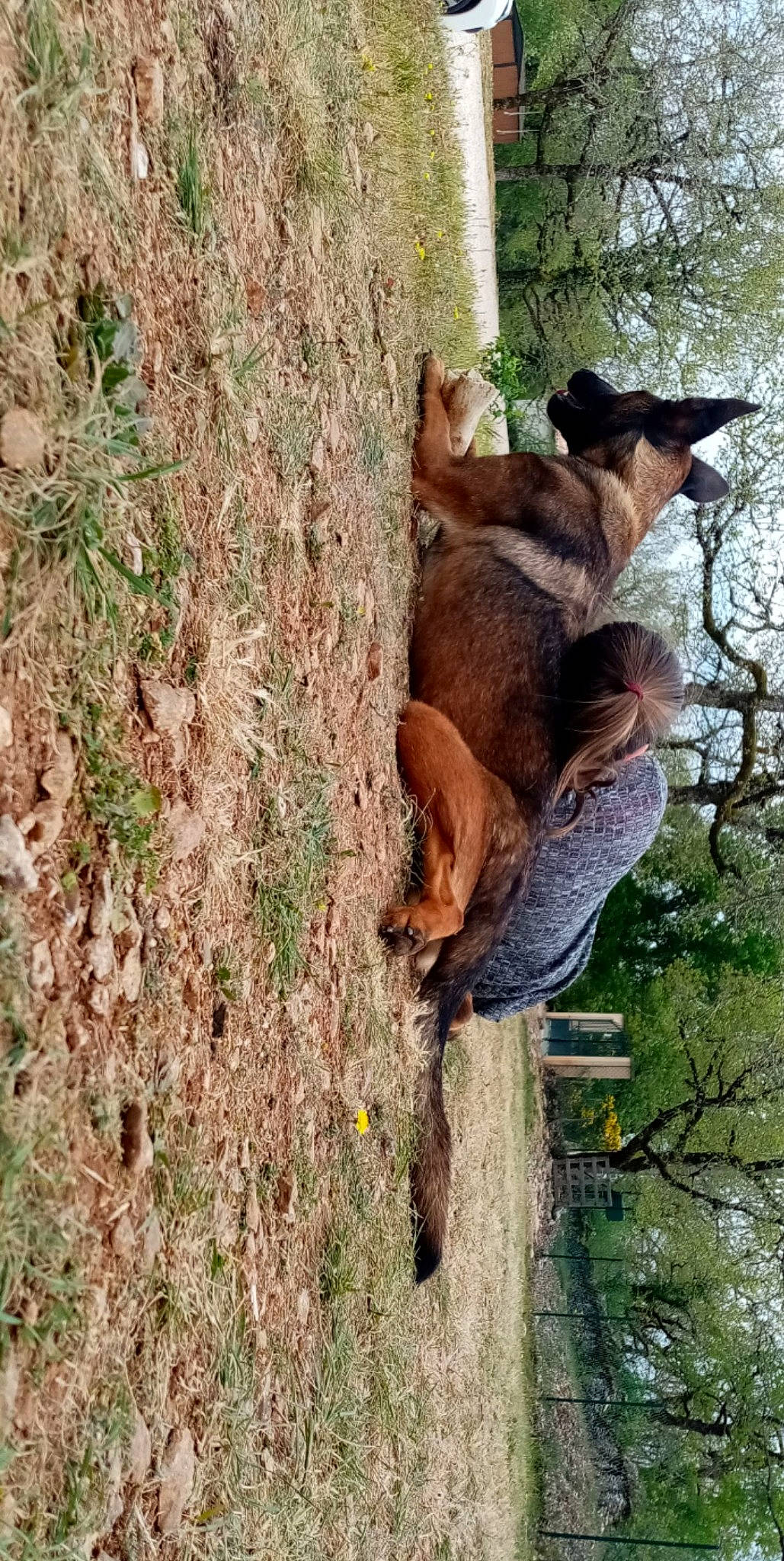 Nara a rejoint le concours — aidez-le/la à gagner de superbes lots ! canidae, carnivore, dog, dog_breed, fawn, hunting_dog, mammal, mountain_cur, tree, trunk