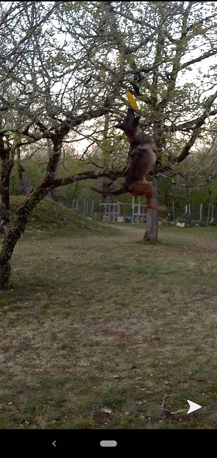 Nara a rejoint le concours — aidez-le/la à gagner de superbes lots ! branch, fawn, forest, grass, grove, lawn, nature, park, photography, plant, spring, sunlight, tree, trunk, woodland, woody_plant