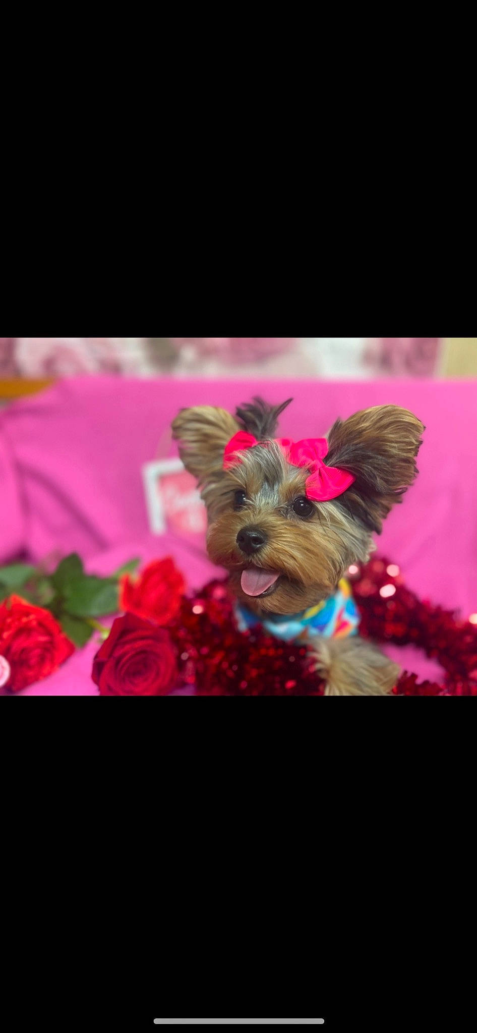 Paris is registered to the contest to win money with this photo: carnivore, companion_dog, dog, dog_breed, dog_collar, dog_supply, fashion_accessory, fawn, flower, font, happy, liver, magenta, petal, pink, plant, snout, toy_dog, violet, working_animal