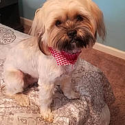 George is registered to the contest to win money with this photo: animal, bandana, bed, bedspread, carpet, companion, cozy, cute, cute_pet, dog, domestic, furniture, home, indoor, light_fur, patterned, pet, portrait, resting, small_dog