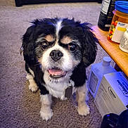 Keeper joined the competition — help win amazing prizes! dog, black_and_white, pet, carpet, indoor, pill_bottles, medication, table, fur, cute, animal, looking_up, small_dog, tag, ears, snout, tongue, eyes, face, home