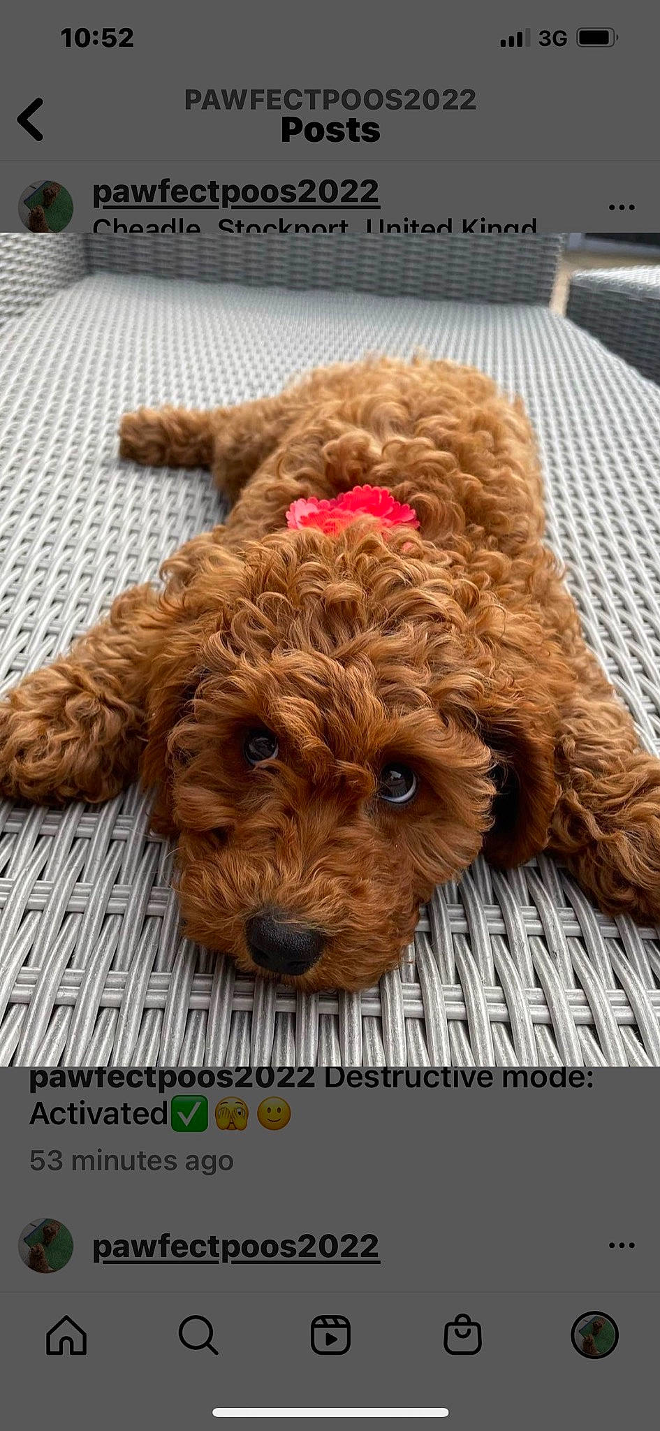 Florence is registered to the contest to win money with this photo: canidae, carnivore, companion_dog, dog, dog_breed, fawn, flooring, fur, liver, pattern, puppy, snout, sporting_group, stuffed_toy, terrier, toy, toy_dog, water_dog, wood, working_animal