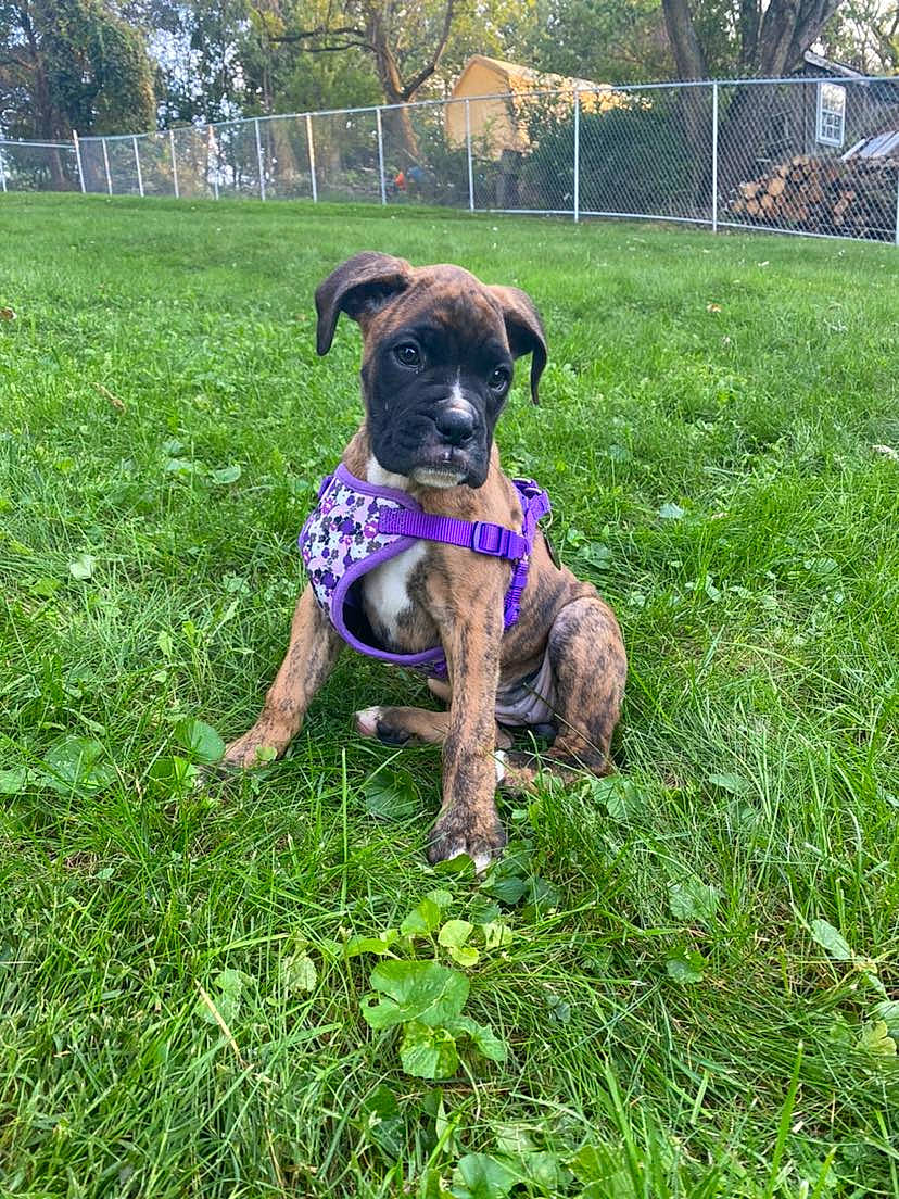 Granger is registered to the contest to win money with this photo: canidae, carnivore, collar, companion_dog, dog, dog_breed, dog_collar, fawn, grass, grassland, groundcover, lawn, pet_supply, plant, snout, sporting_group, tail, terrestrial_animal, tree, working_animal