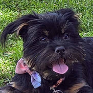 Sassy is registered to the contest to win money with this photo: animal, black_dog, bow_tie, brown_tan_markings, canine, close_up, collar, cute, dog, ears_up, friendly, fur, grass, happy, muzzle, outdoor, pet, playful, summer, tongue_out