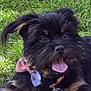 animal, black_dog, bow_tie, brown_tan_markings, canine, close_up, collar, cute, dog, ears_up, friendly, fur, grass, happy, muzzle, outdoor, pet, playful, summer, tongue_out