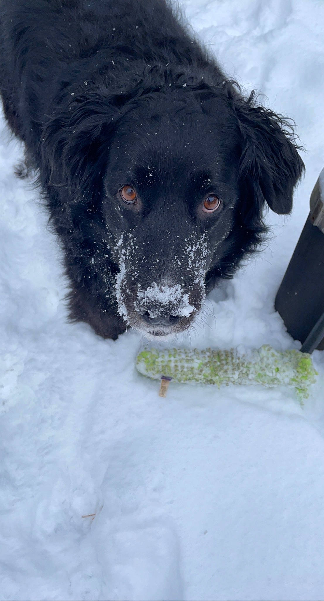 Samurai is registered to the contest to win money with this photo: borador, canidae, carnivore, companion_dog, dog, dog_breed, dog_collar, freezing, fur, gun_dog, pointing_breed, retriever, snout, snow, spaniel, sporting_group, whiskers, winter, working_animal, working_dog