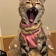 Whimsy is registered to the contest to win money with this photo: animal, box, cat, claws, costume, cute, daisy_pattern, expression, feline, fur, indoor, mouth_open, pet, pink_harness, sitting, tabby, tongue, whiskers, wings, yawning