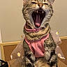animal, box, cat, claws, costume, cute, daisy_pattern, expression, feline, fur, indoor, mouth_open, pet, pink_harness, sitting, tabby, tongue, whiskers, wings, yawning