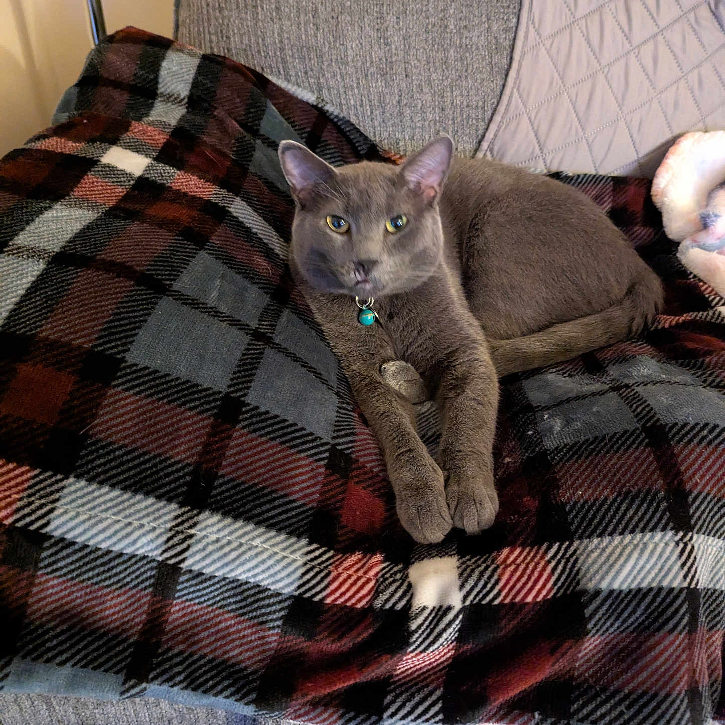 Orpheus is registered to the contest to win money with this photo: animal, bell, blanket, cat, collar, comfort, couch, cozy, curious, domestic, feline, furniture, gray_cat, home, indoor, lying_down, pet, plaid_blanket, relaxed, resting