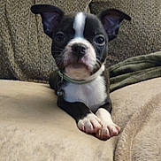 Winston joined the competition — help win amazing prizes! puppy, dog, boston_terrier, pet, animal, cute, ears, blanket, couch, indoor, fur, collar, portrait, sitting, paw, small, young, domestic_animal, canine, face