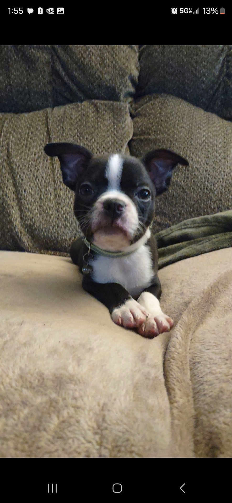 Winston joined the competition — help win amazing prizes! puppy, dog, boston_terrier, pet, animal, cute, ears, blanket, couch, indoor, fur, collar, portrait, sitting, paw, small, young, domestic_animal, canine, face