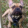 dog, french_bulldog, pet, animal, grass, outdoor, brown, black_harness, tag, cute, puppy, ears, face, snout, fur, collar, sitting, looking_up, nature, small_dog