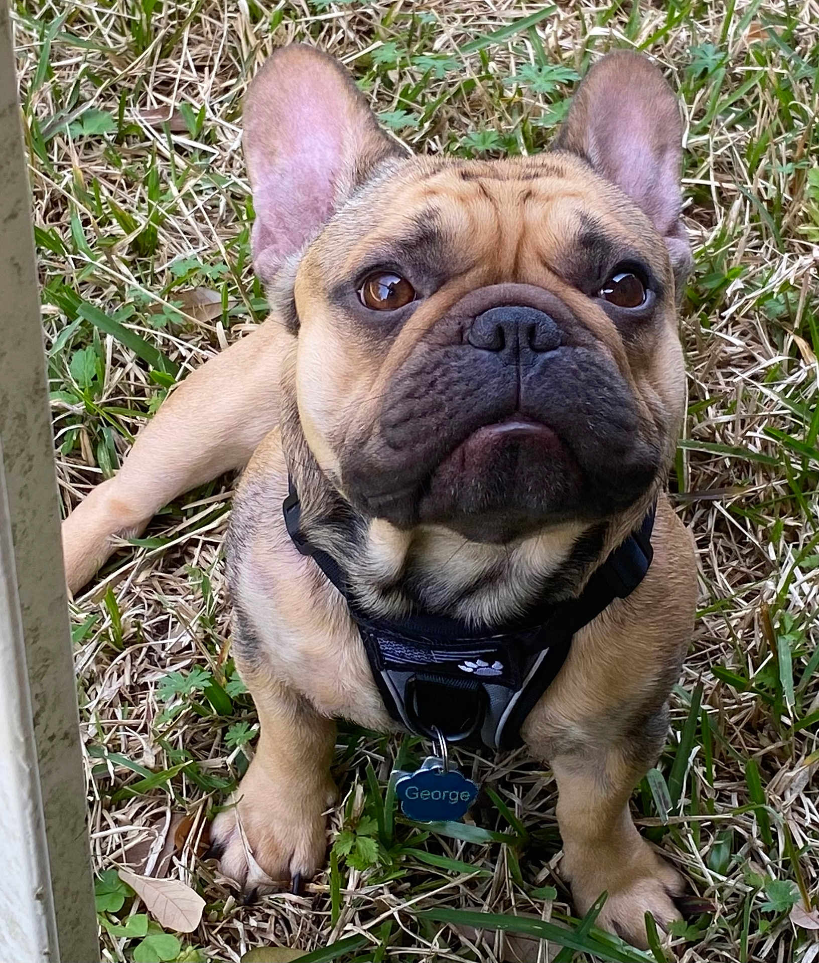 Georgie
