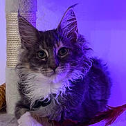 Beth participe au concours pour gagner de l'argent avec cette photo : cat, kitten, pet, fluffy_fur, whiskers, pointed_ears, green_eyes, maine_coon_like, portrait, closeup, indoor, purple_light, cat_tree, scratching_post, paw, feather_toy, cozy, relaxed, looking_at_camera, fuzzy