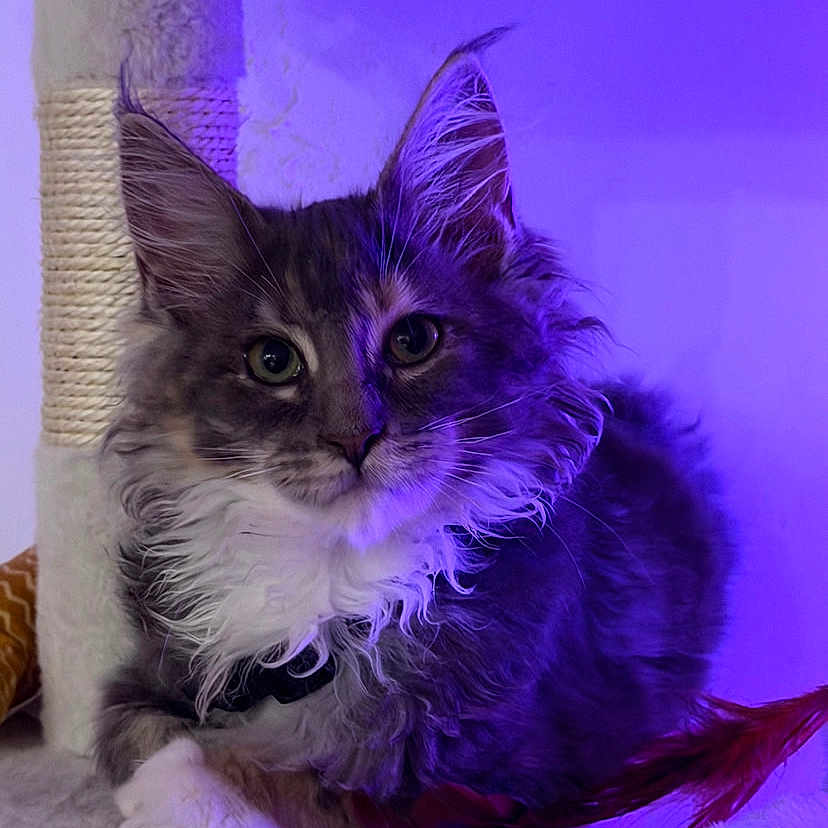 Beth participe au concours pour gagner de l'argent avec cette photo : cat, cat_tree, closeup, cozy, feather_toy, fluffy_fur, fuzzy, green_eyes, indoor, kitten, looking_at_camera, maine_coon_like, paw, pet, pointed_ears, portrait, purple_light, relaxed, scratching_post, whiskers