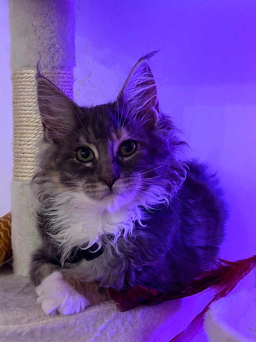 Beth participe au concours pour gagner de l'argent avec cette photo : cat, kitten, pet, fluffy_fur, whiskers, pointed_ears, green_eyes, maine_coon_like, portrait, closeup, indoor, purple_light, cat_tree, scratching_post, paw, feather_toy, cozy, relaxed, looking_at_camera, fuzzy