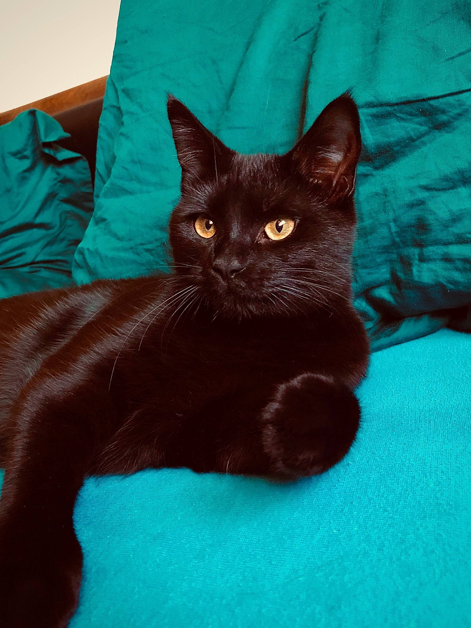 Kitkat a rejoint le concours — aidez-le/la à gagner de superbes lots ! black_cat, blue, carnivore, cat, cat_supply, comfort, domestic_short_haired_cat, electric_blue, eye, fawn, felidae, fur, havana_brown, liver, small_to_medium_sized_cats, snout, tail, whiskers