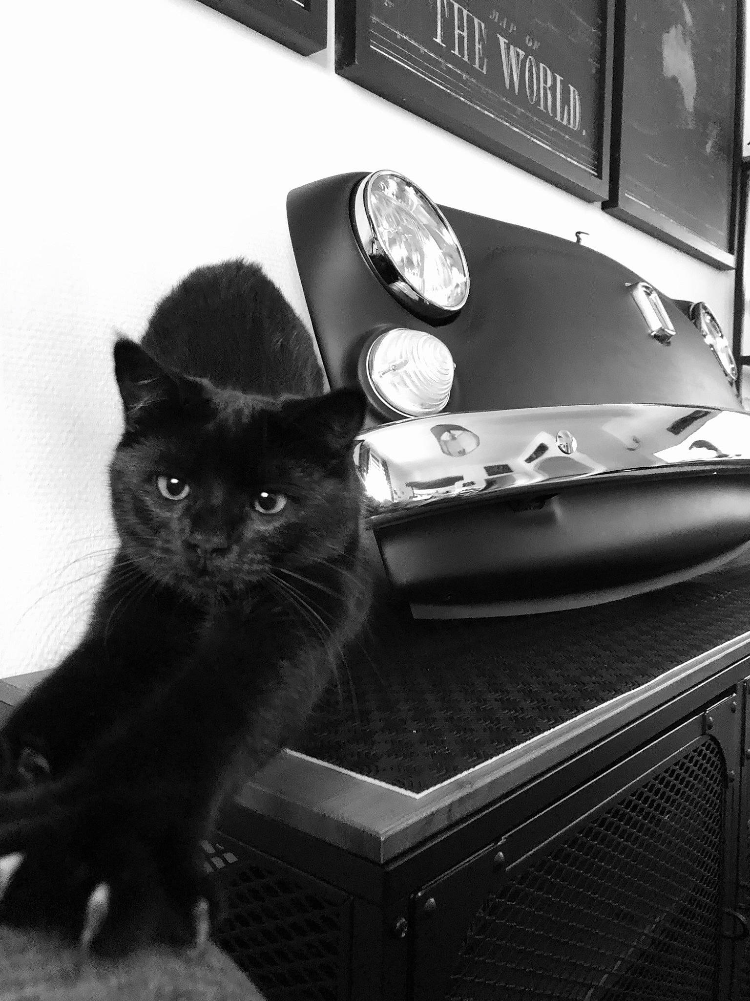 Kitkat participe au concours pour gagner de l'argent avec cette photo : automotive_lighting, black, black_and_white, black_cat, carnivore, cat, domestic_short_haired_cat, felidae, grey, mammal, monochrome, monochrome_photography, plate, sitting, small_to_medium_sized_cats, snout, style, tail, vertebrate, whiskers