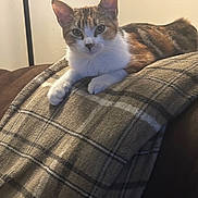 Mia joined the competition — help win amazing prizes! animal, brown_fur, cat, couch, curious, cute, ears, feline, fur, home, indoor, paws, pet, plaid_blanket, portrait, relaxed, resting, tabby, whiskers, white_fur