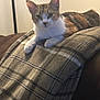 animal, brown_fur, cat, couch, curious, cute, ears, feline, fur, home, indoor, paws, pet, plaid_blanket, portrait, relaxed, resting, tabby, whiskers, white_fur