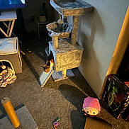 Mia joined the competition — help win amazing prizes! animal, box, carpet, cat, cat_toys, cat_tree, corner, cozy, floor, furniture, home, indoor, lighting, pet, playful, plush_toy, relaxation, scratching_pad, scratching_post, shadow