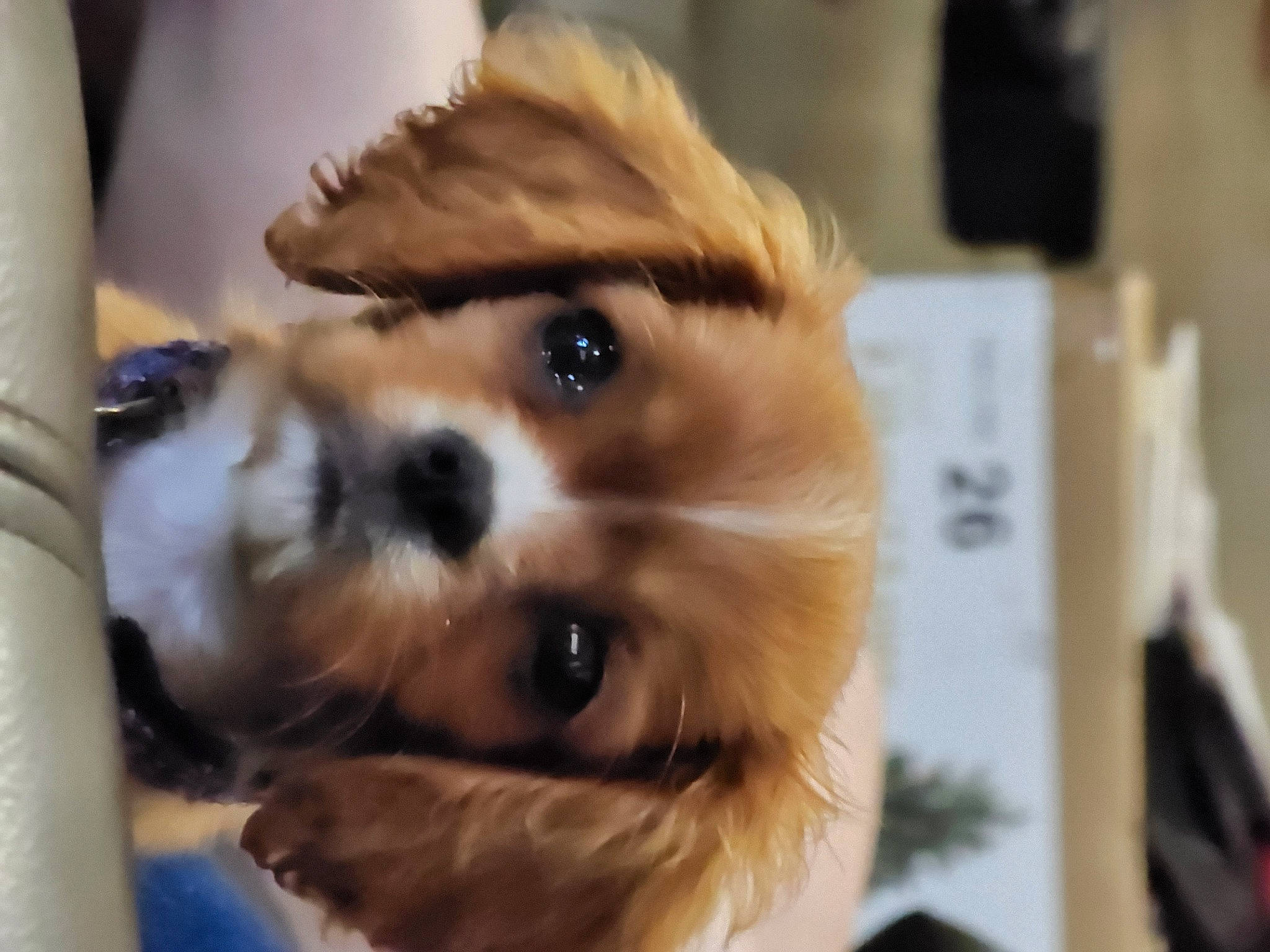 Ozzie joined the competition — help win amazing prizes! canidae, carnivore, companion_dog, dog, dog_breed, dog_supply, ear, eyewear, fawn, fur, german_spitz, liver, pomeranian, snout, sporting_group, terrestrial_animal, toy_dog, whiskers, wildlife, working_animal