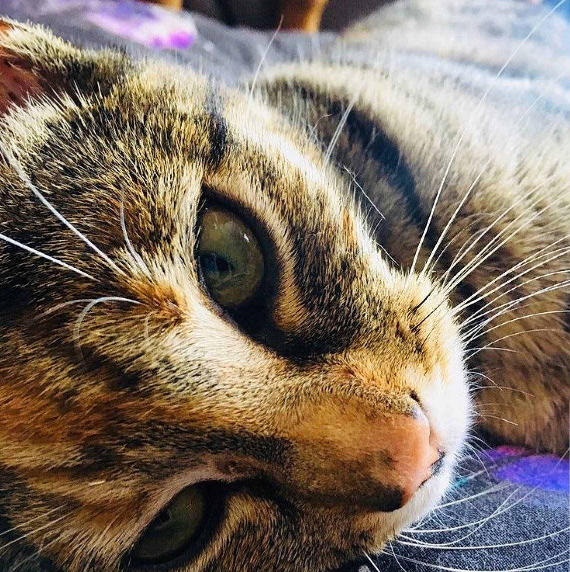 Poppy is registered to the contest to win money with this photo: carnivore, cat, close_up, domestic_short_haired_cat, fawn, felidae, fur, grass, iris, nap, paw, photography, sleep, small_to_medium_sized_cats, snout, terrestrial_animal, whiskers, wild_cat, wildlife