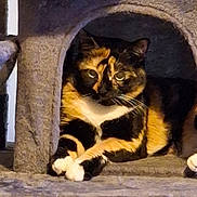 Cannelle participe au concours pour gagner de l'argent avec cette photo : cat, calico_cat, cat_tree, indoor, pet, animal, feline, paws, cozy, resting, cubicle, fur, whiskers, relaxed, home, domestic, curious, cute, comfort, crossed_paws