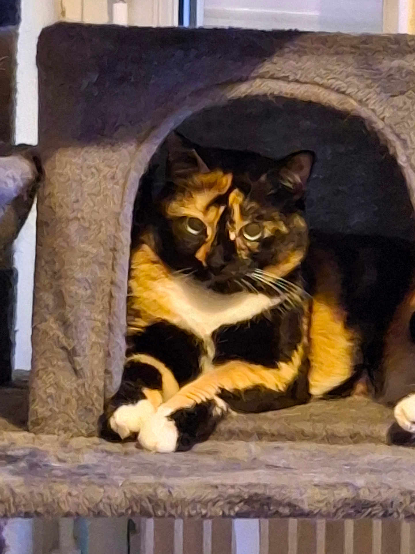Cannelle participe au concours pour gagner de l'argent avec cette photo : cat, calico_cat, cat_tree, indoor, pet, animal, feline, paws, cozy, resting, cubicle, fur, whiskers, relaxed, home, domestic, curious, cute, comfort, crossed_paws