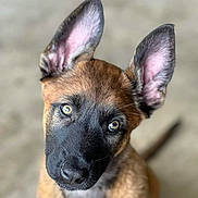 Sitka is registered to the contest to win money with this photo: puppy, dog, belgian_malinois, portrait, head_tilt, large_ears, pointed_ears, tan_coat, black_mask, bright_eyes, animal, pet, canine, close_up, indoors, blurred_background, sitting, curious, cute, photography